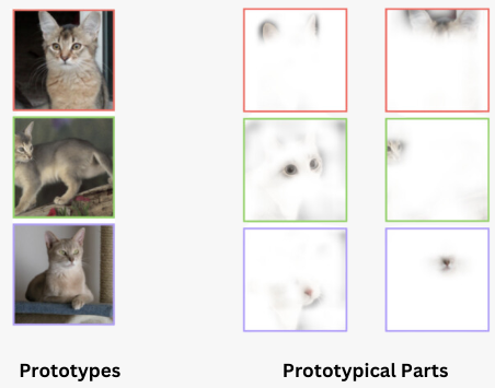 Comparison between cat prototypes and their prototypical parts Comparison between cat prototypes and their prototypical parts