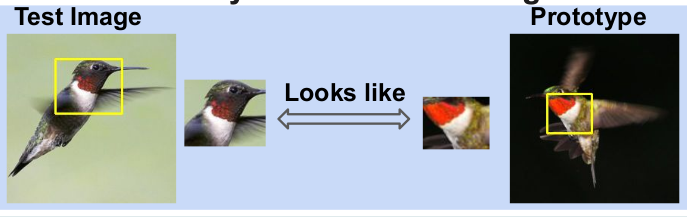 ProtoPNet Analysis