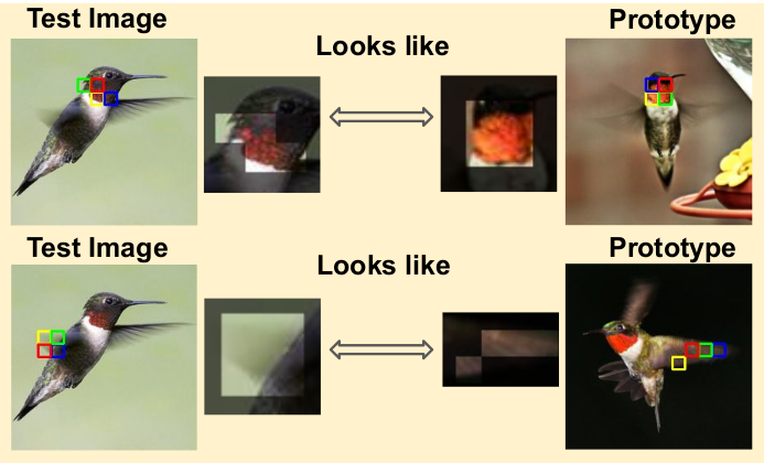 ProtoVit Analysis